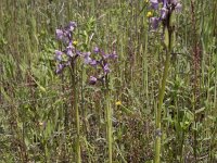 Anacamptis morio 153, Harlekijn, Saxifraga-Willem van Kruijsbergen