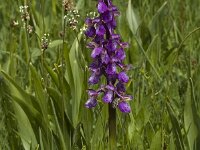 Anacamptis morio 22, Harlekijn, Saxifraga-Marijke Verhagen