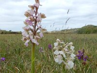 Anacamptis morio 57, Harlekijn, Saxifraga-Ed Stikvoort