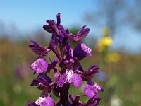 Anacamptis morio 66, Harlekijn, Saxifraga-Hans Dekker