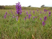 Anacamptis morio 98, Harlekijn, Saxifraga-Ed Stikvoort