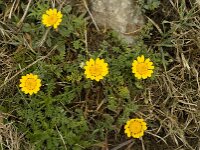 Anacyclus radiatus 10, Saxifraga-Jan van der Straaten