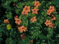 Anagallis arvensis ssp arvensis 36, Rood guichelheil, Saxifraga-Jan van der Straaten