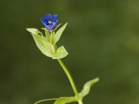 Anagallis arvensis ssp foemina 24, Blauw guichelheil, Saxifraga-Jan van der Straaten
