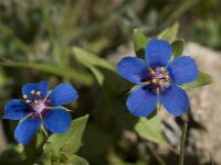 Anagallis arvensis ssp foemina 26, Blauw guichelheil, Saxifraga-Willem van Kruijsbergen