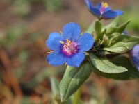 Anagallis arvensis ssp foemina 6, Blauw guichelheil, Saxifraga-Jan Willem Jongepier