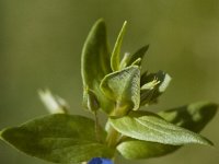 Anagallis foemina 1, Blauw guichelheil, Saxifraga-Marijke Verhagen