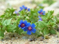 Anagallis foemina 11, Blauw guichelheil, Saxifraga-Ed Stikvoort