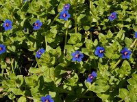 Anagallis foemina 13, Blauw guichelheil, Saxifraga-Ed Stikvoort