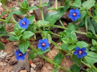 Anagallis foemina 14, Blauw guichelheil, Saxifraga-Ed Stikvoort