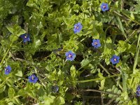 Anagallis foemina 2, Blauw guichelheil, Saxifraga-Jan van der Straaten