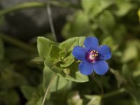 Anagallis foemina 4, Blauw guichelheil, Saxifraga-Jan van der Straaten