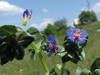 Anagallis foemina 5, Blauw guichelheil, Saxifraga-Jasenka Topic