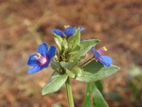 Anagallis foemina 7, Blauw guichelheil, Saxifraga-Jan Willem Jongepier