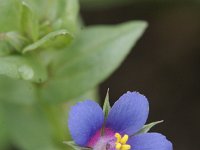 Anagallis foemina 8, Blauw guichelheil, Saxifraga-Rutger Barendse