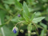 Anagallis foemina 9, Blauw guichelheil, Saxifraga-Rutger Barendse