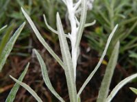 Anagallis margarita 2, Saxifraga-Rutger Barendse