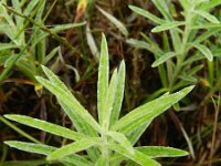 Anagallis margarita 4, Saxifraga-Rutger Barendse