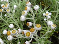 Anagallis margarita 6, Saxifraga-Rutger Barendse
