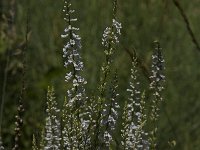 Anarrhinum bellidifolium 3, Saxifraga-Jan van der Straaten
