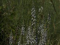 Anarrhinum bellidifolium 5, Saxifraga-Jan van der Straaten