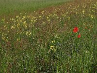 Anchusa arvensis 25, Kromhals, Saxifraga-Hans Boll