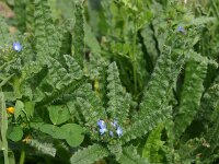 Anchusa arvensis 28, Kromhals, Saxifraga-Dirk Hilbers