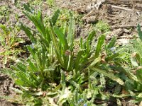 Anchusa arvensis 7, Kromhals, Saxifraga-Rutger Barendse