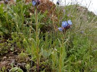 Anchusa arvensis ssp orientalis 36, Saxifraga-Ed Stikvoort : Jerevan - Areni - Noravank s9900