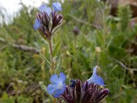 Anchusa arvensis ssp orientalis 37, Saxifraga-Ed Stikvoort : Jerevan - Areni - Noravank s9900