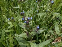 Anchusa arvensis ssp orientalis 38, Saxifraga-Ed Stikvoort : Sisian en omgeving A900