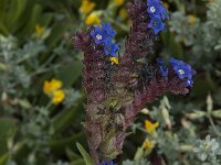 Anchusa calcarea 10, Saxifraga-Willem van Kruijsbergen