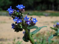 Anchusa calcarea 11, Saxifraga-Ed Stikvoort