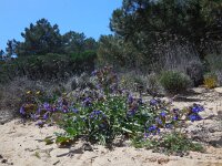 Anchusa calcarea 14, Saxifraga-Ed Stikvoort