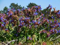 Anchusa calcarea 16, Saxifraga-Ed Stikvoort