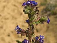 Anchusa calcarea 3, Saxifraga-Willem van Kruijsbergen