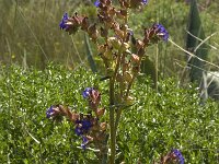 Anchusa calcarea 4, Saxifraga-Willem van Kruijsbergen