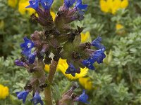Anchusa calcarea 7, Saxifraga-Willem van Kruijsbergen