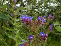 Anchusa officinalis 31, Gewone ossentong, Saxifraga-Ed Stikvoort
