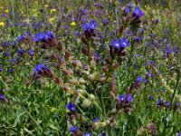 Anchusa officinalis 35, Gewone ossentong, Saxifraga-Ed Stikvoort