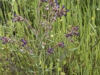 Anchusa undulata 12, Saxifraga-Willem van Kruijsbergen