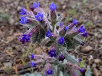 Anchusa undulata ssp granatensis 2, Saxifraga-Ed Stikvoort