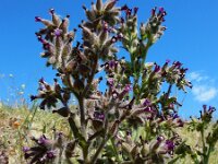 Anchusa undulata ssp granatensis 3, Saxifraga-Ed Stikvoort