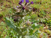 Anchusa undulata ssp granatensis 4, Saxifraga-Ed Stikvoort