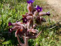 Anchusa undulata ssp granatensis 5, Saxifraga-Ed Stikvoort