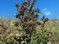 Anchusa undulata ssp granatensis 6, Saxifraga-Ed Stikvoort