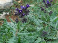 Anchusa undulata ssp hybrida 8, Saxifraga-Ed Stikvoort
