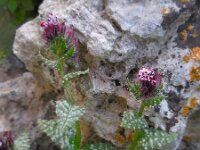 Anchusa variegata 10, Saxifraga-Ed Stikvoort