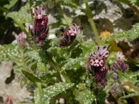 Anchusa variegata 5, Saxifraga-Ed Stikvoort