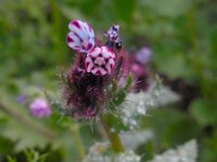Anchusa variegata 6, Saxifraga-Ed Stikvoort